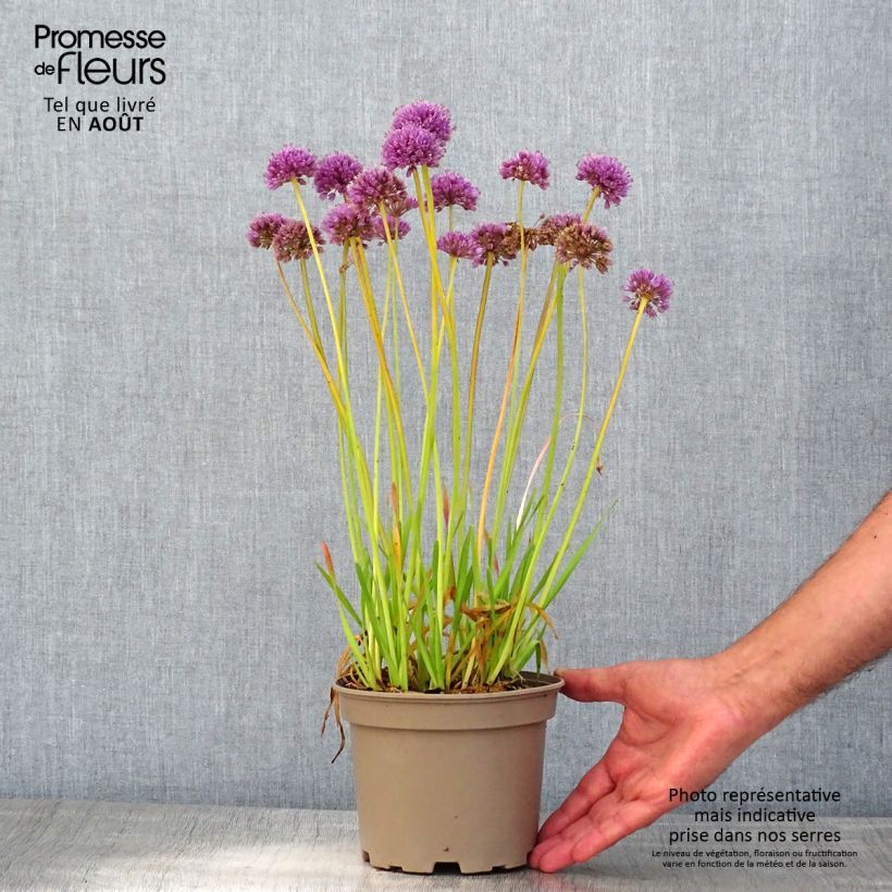 Allium cultorum Serendipity 2L/3L pot sample as delivered in summer