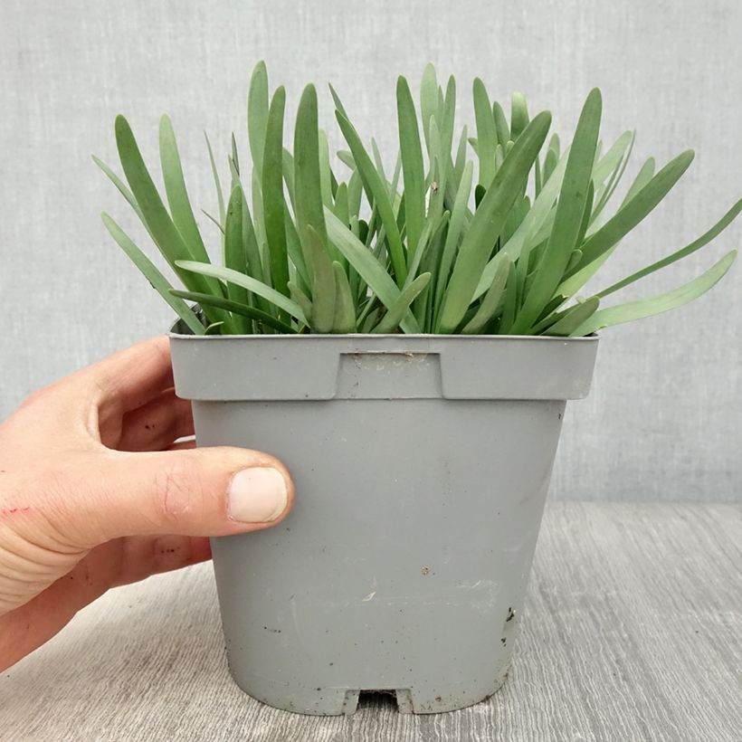 Allium cultorum Serendipity 2L/3L pot sample as delivered in spring