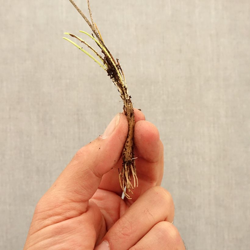 Allium sikkimense Bulb size I sample as delivered in autumn