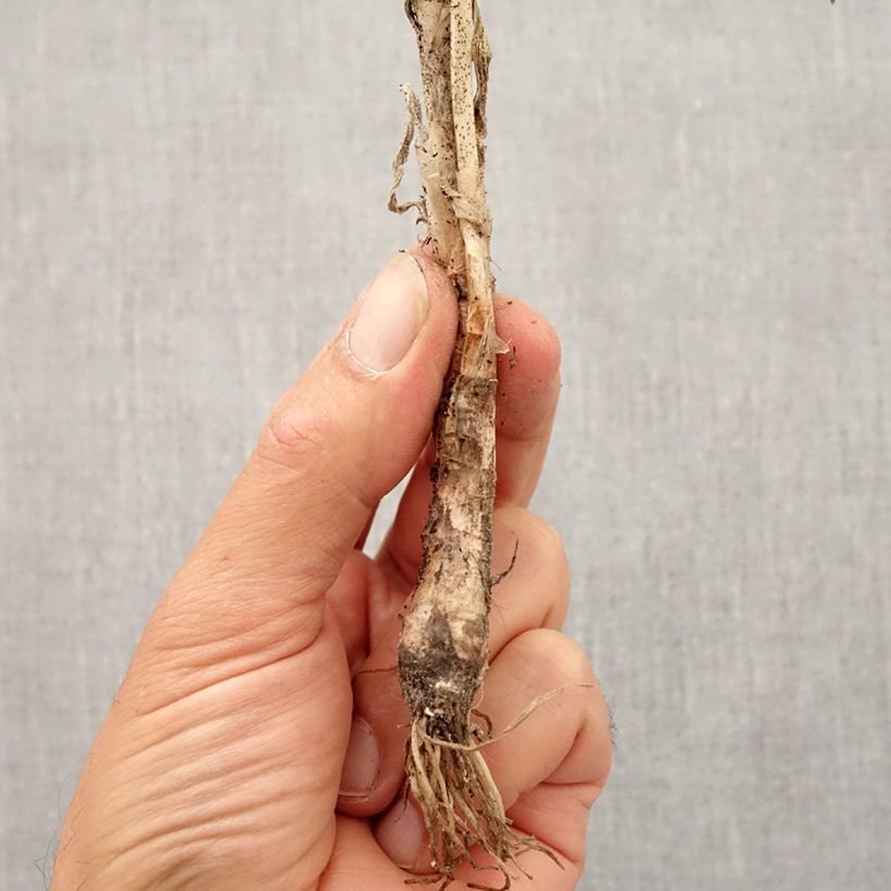Allium cernuum Bulb size I sample as delivered in autumn