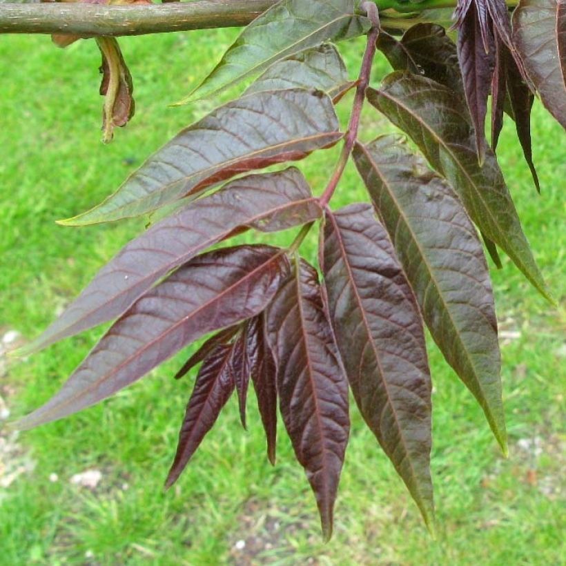 Ailanthus altissima Purple Dragon (Foliage)