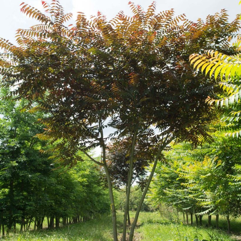 Ailanthus altissima Purple Dragon (Plant habit)