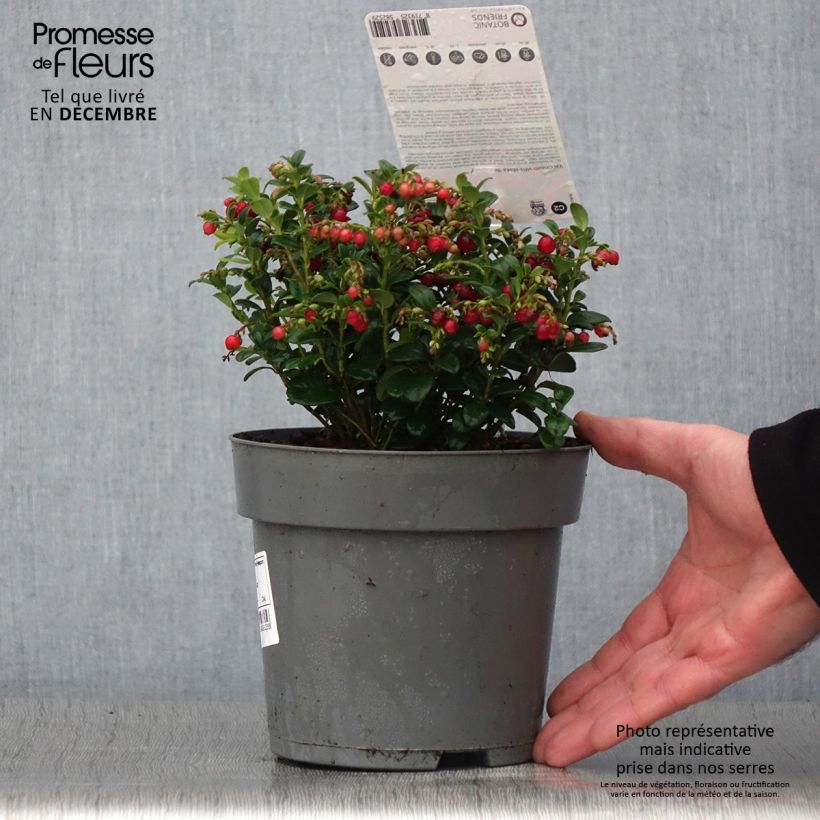 Vaccinum vitis-idaea Red Candy - Bilberry 1.5L/2L pot, Bush sample as delivered in autumn