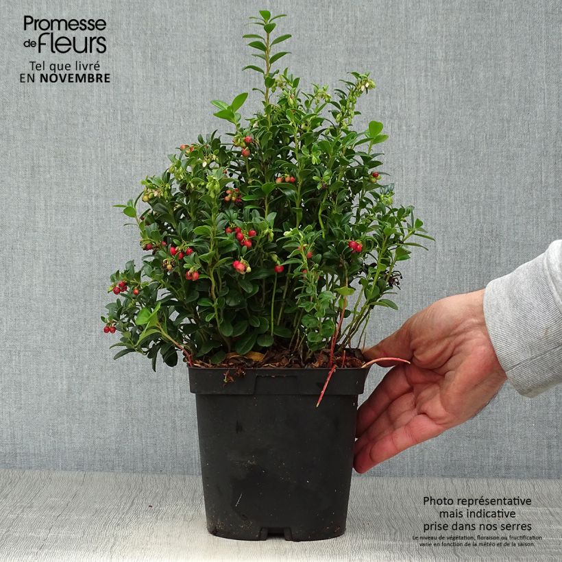 Vaccinium vitis-idaea Red Pearl - Bilberry 2L/3L pot sample as delivered in autumn