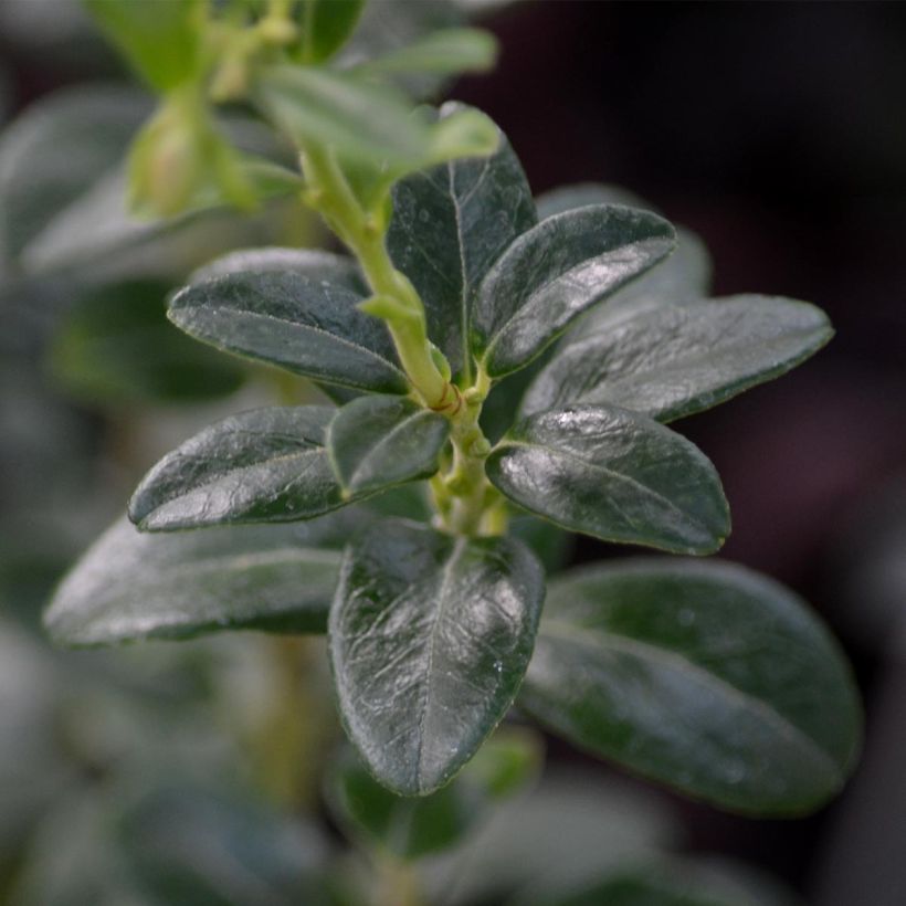 Vaccinium vitis idaea (Foliage)