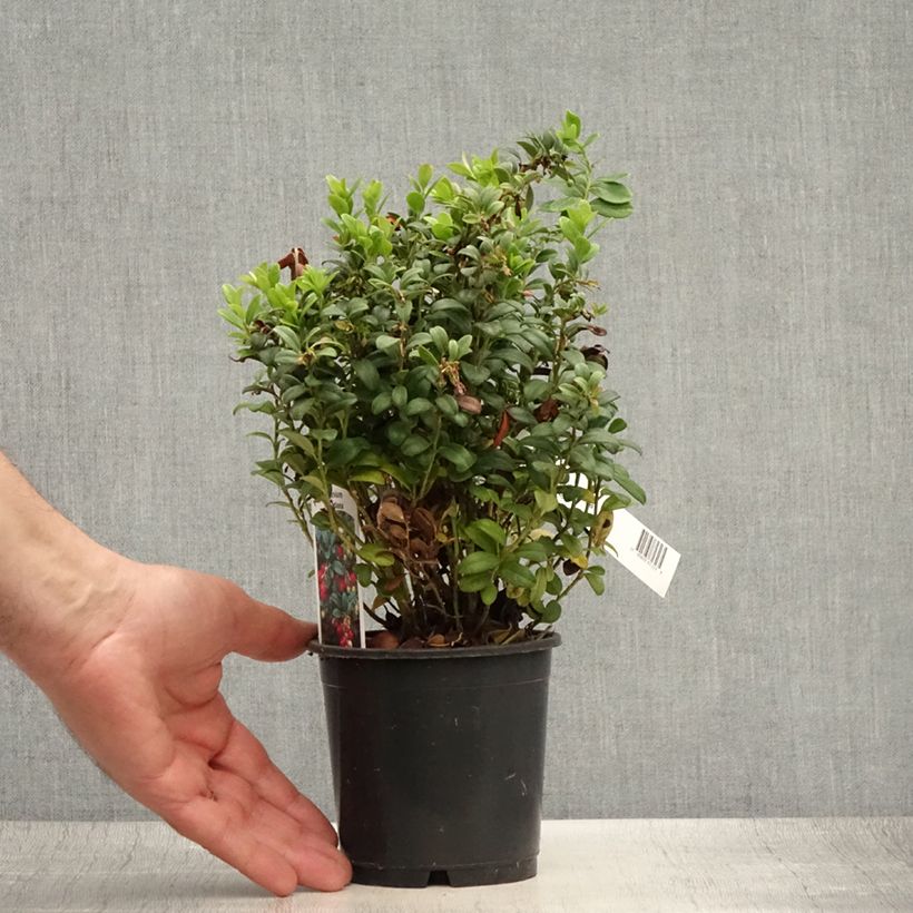 Vaccinium vitis idaea 1.5L/2L pot sample as delivered in summer