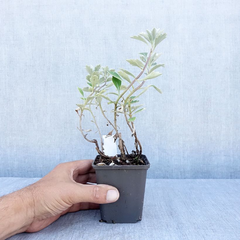 Ajania pacifica Gold and Silver 8/9 cm pot sample as delivered in summer