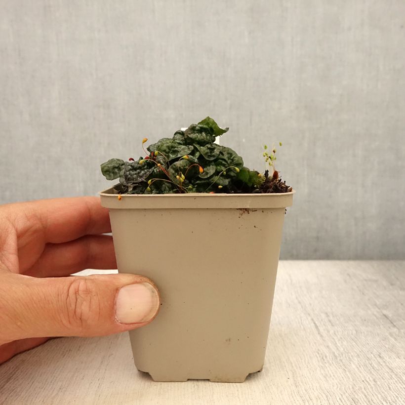 Ajuga pyramidalis Metallica Crispa Godet de 8/9 cm sample as delivered in summer