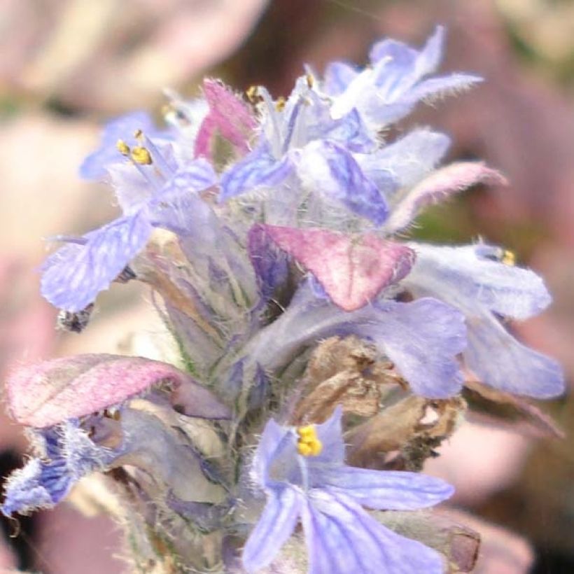 Ajuga reptans Burgundy Glow (Flowering)