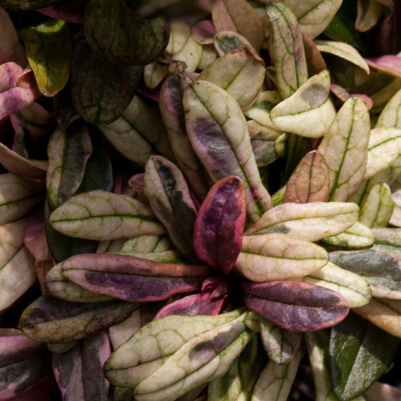 Ajuga x tenorii Dixie Chip (Foliage)