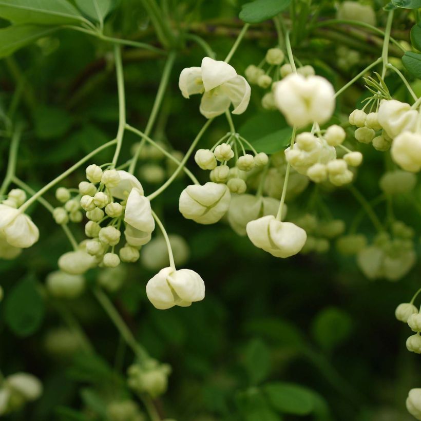 Akebia quinata Alba (Flowering)