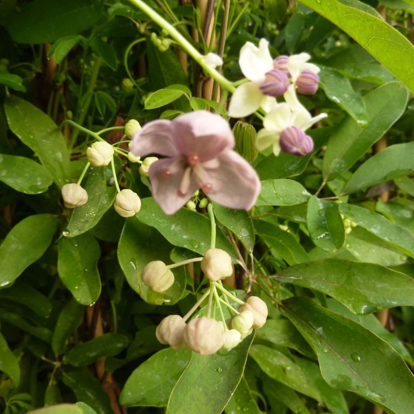 Akebia quinata Silver Bells (Flowering)
