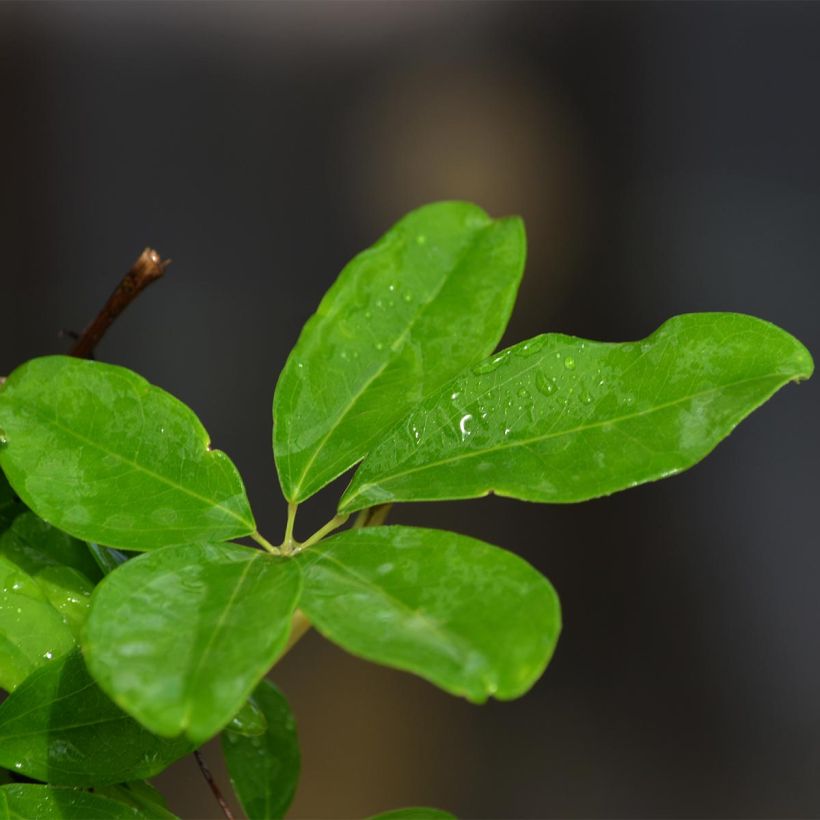 Akebia quinata Silver Bells (Foliage)