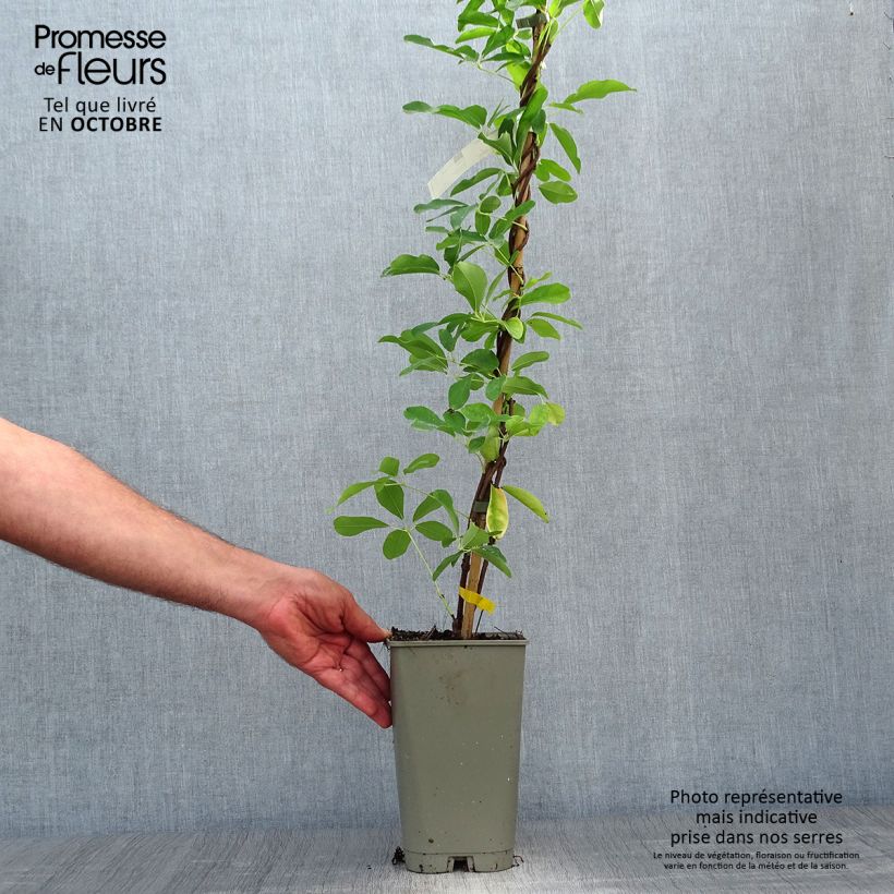 Akebia quinata Silver Bells 2L/3L pot sample as delivered in autumn