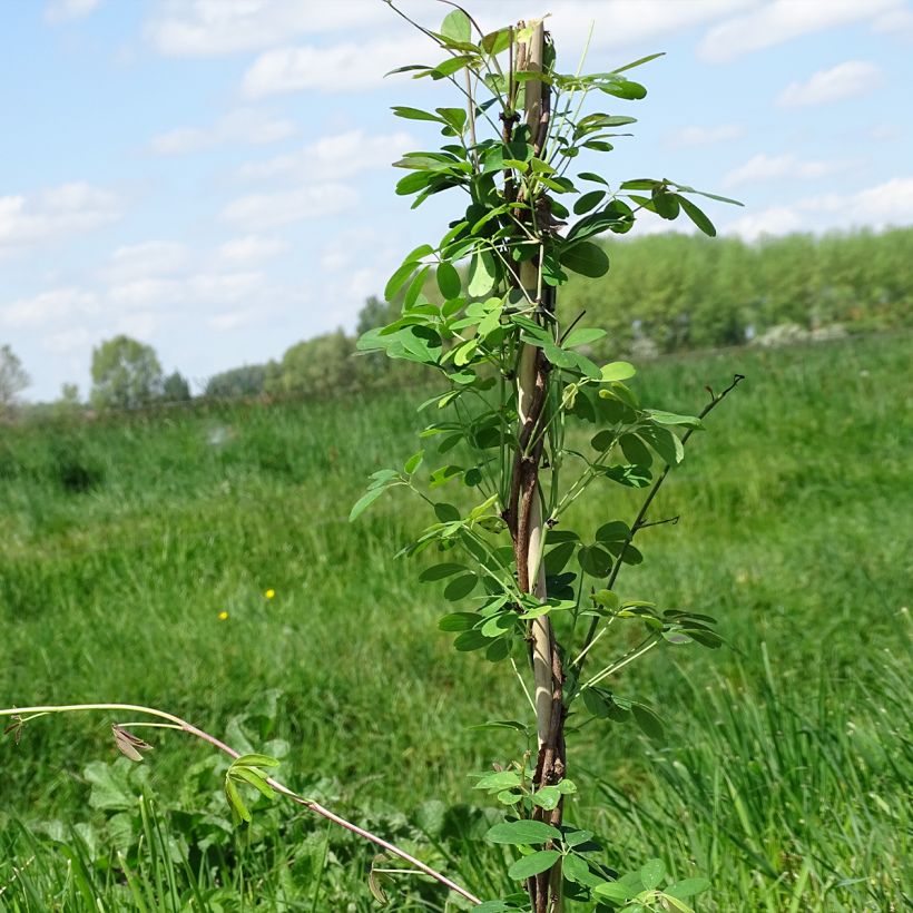 Akebia quinata Silver Bells (Plant habit)