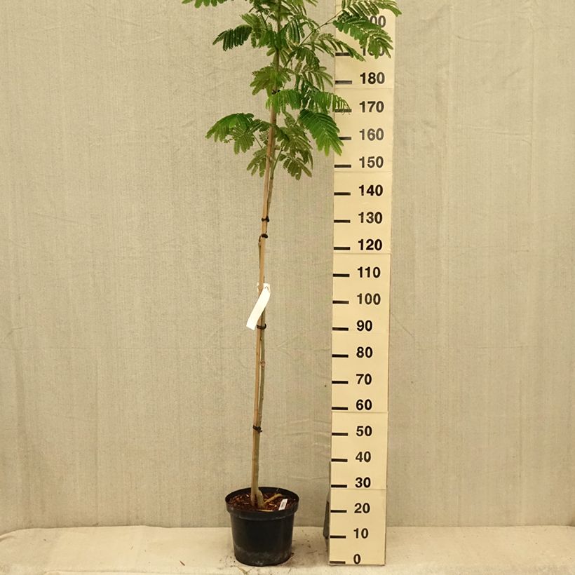 Albizia julibrissin Eveys Pride 7.5L/10L pot sample as delivered in summer