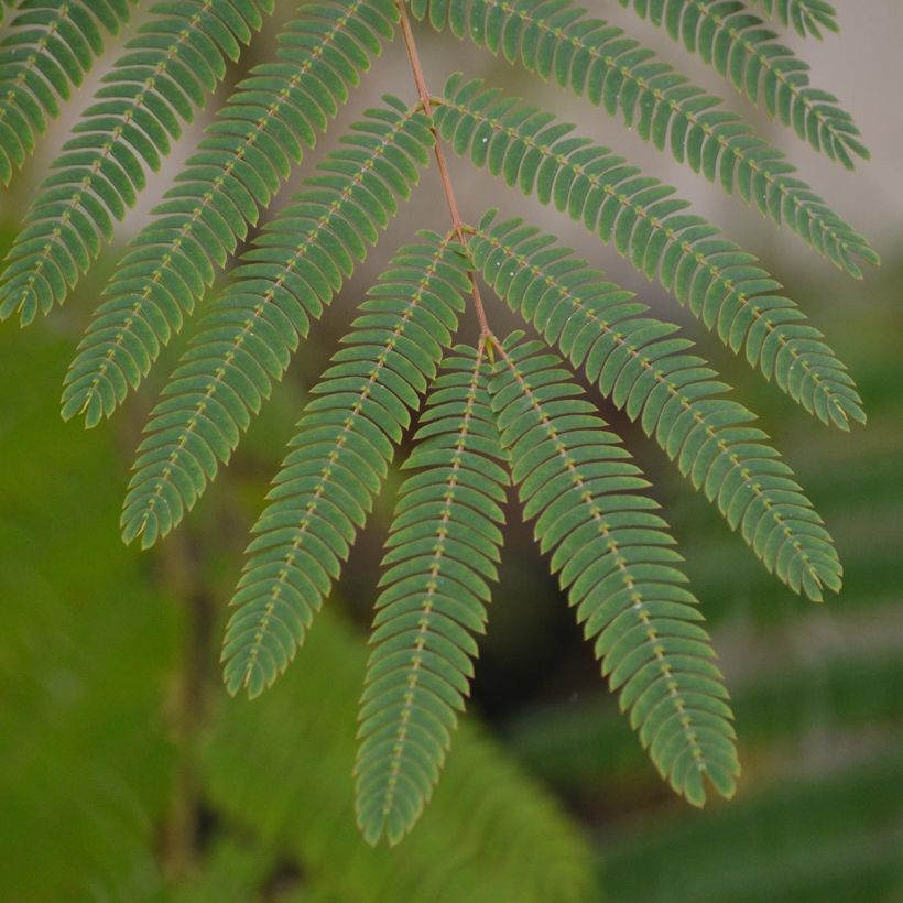 Albizia julibrissin Ombrella (Foliage)