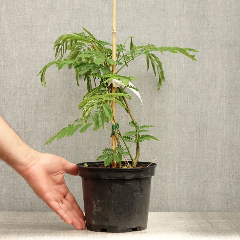 Albizia julibrissin Ombrella 3L/4L pot sample as delivered in summer