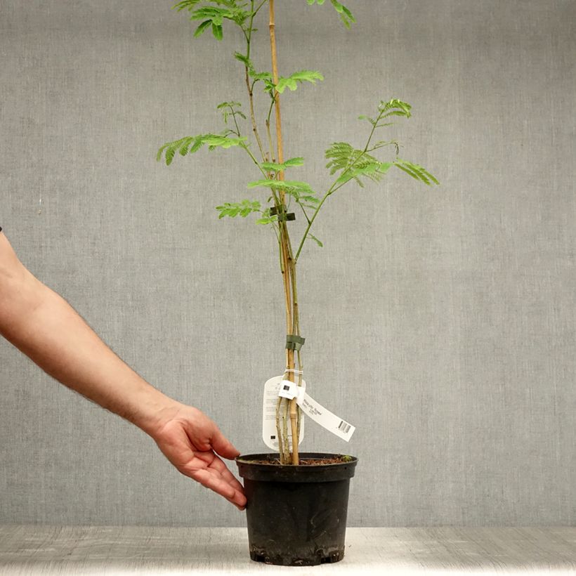 Albizia julibrissin Rosea 2L/3L pot sample as delivered in summer