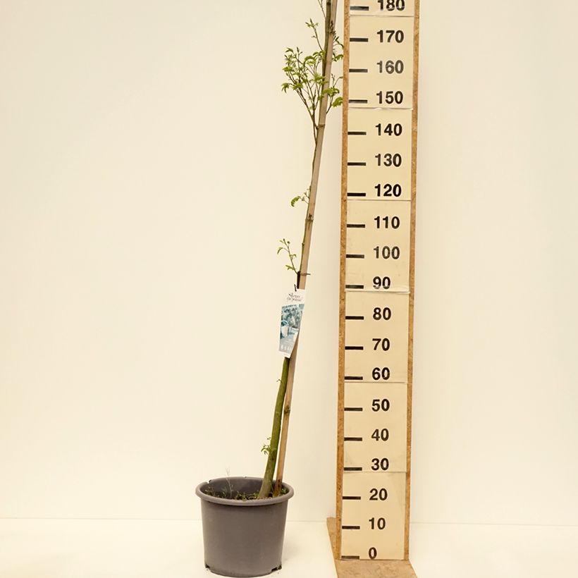 Albizia julibrissin Rouge Selection 7.5L/10L pot sample as delivered in spring