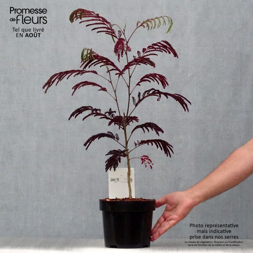 Albizzia julibrissin Summer Chocolate 3L/4L pot sample as delivered in summer