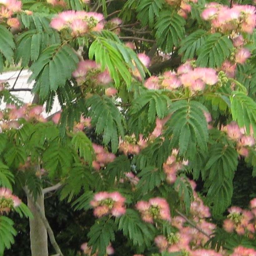 Albizia julibrissin Tropical Dream (Foliage)