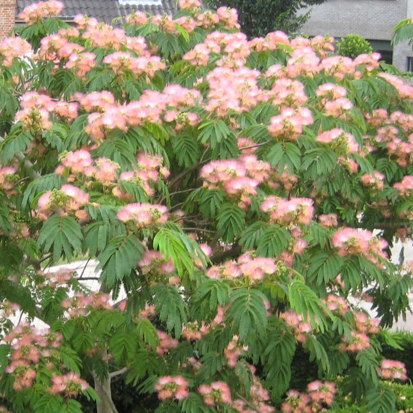 Albizia julibrissin Tropical Dream (Flowering)