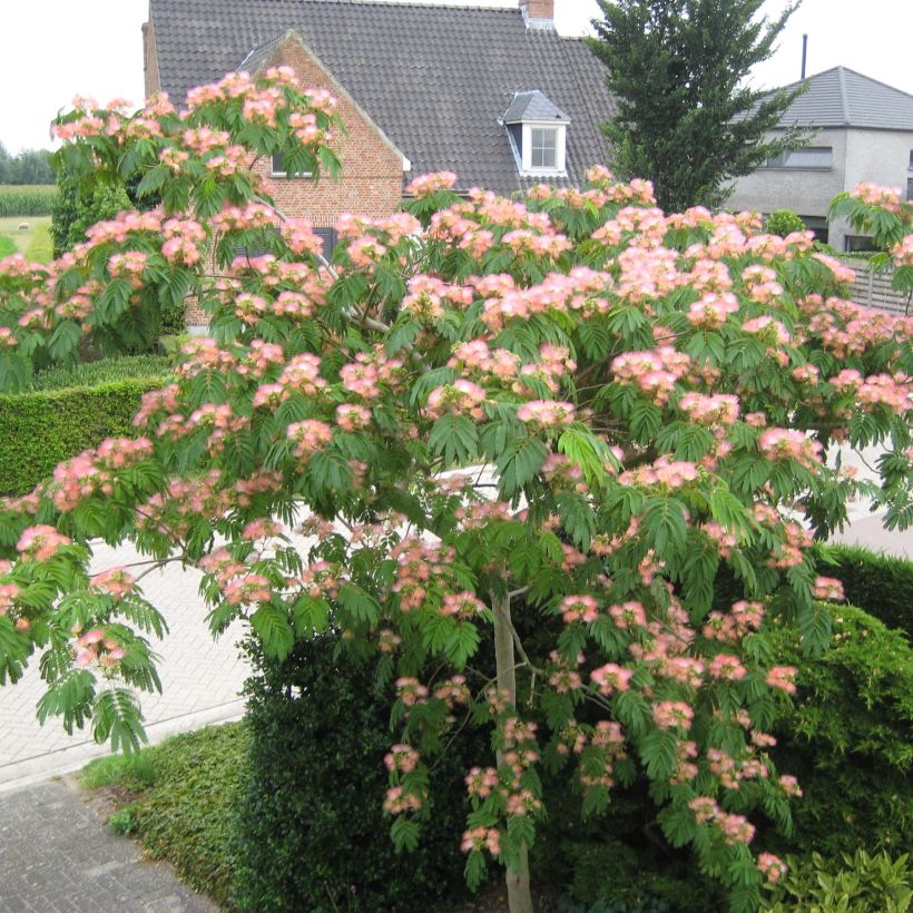 Albizia julibrissin Tropical Dream (Plant habit)