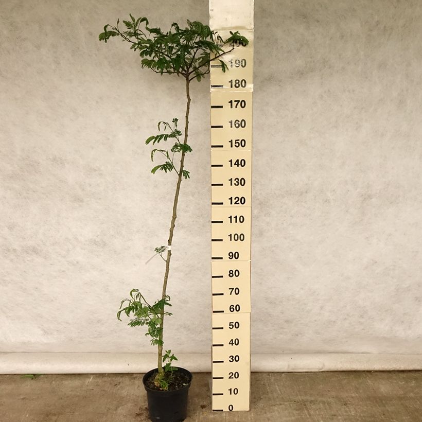 Albizia julibrissin Tropical Dream 7.5L/10L pot sample as delivered in summer