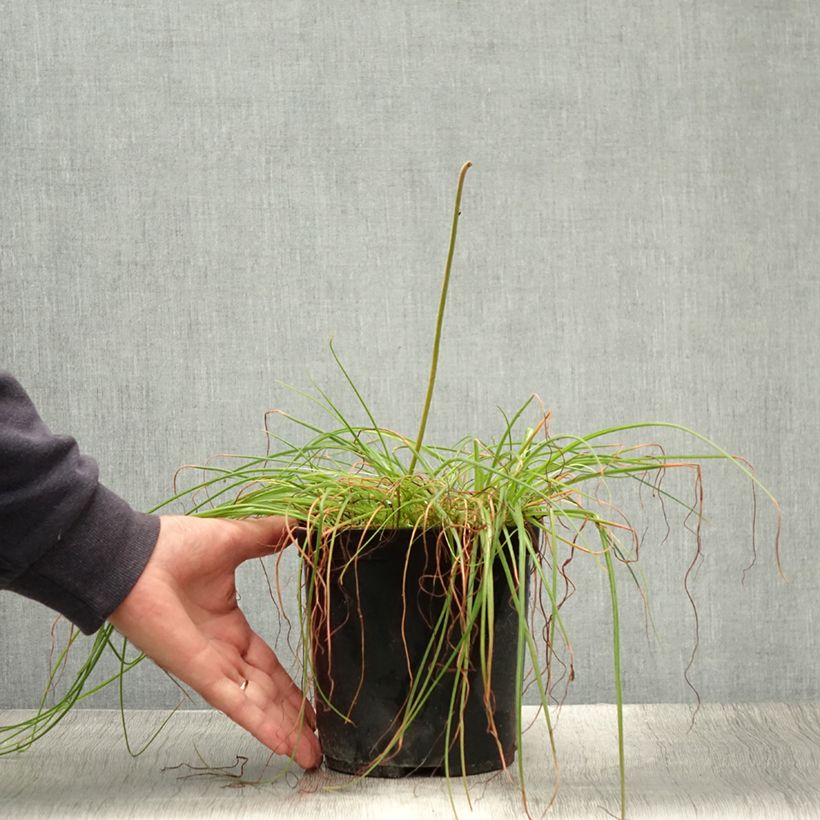 Albuca shawii  3L/4L pot sample as delivered in summer