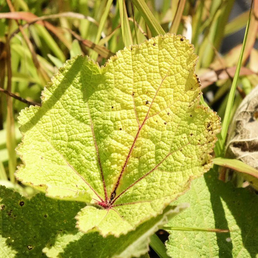 Alcea ficifolia (Foliage)