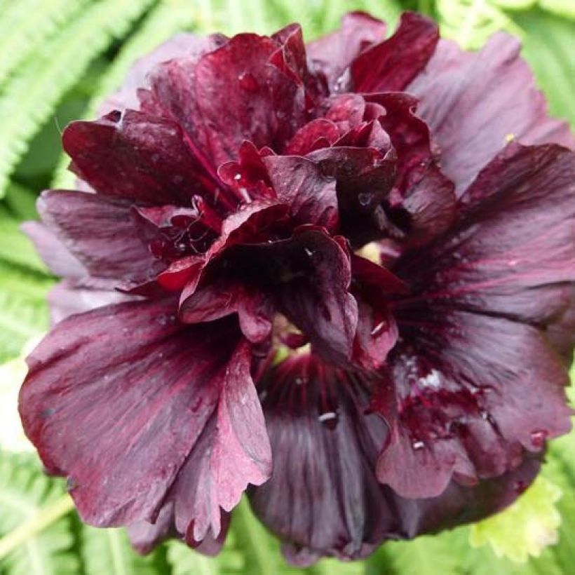 Alcea rosea Chaters Double purple - Hollyhock (Flowering)