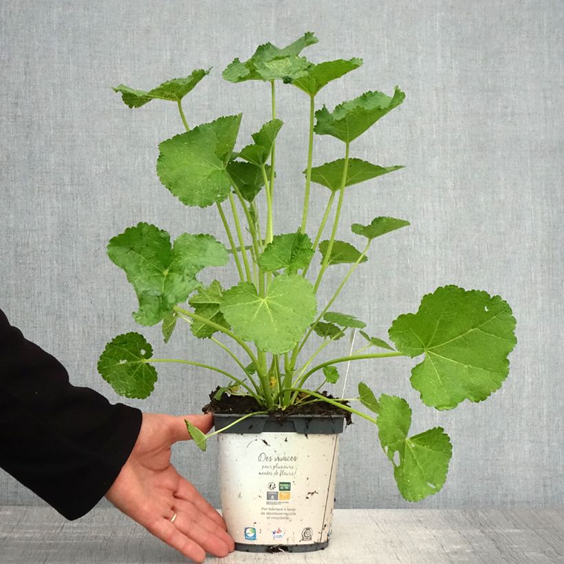Alcea rosea Spring Celebrities White 2L/3L pot sample as delivered in spring