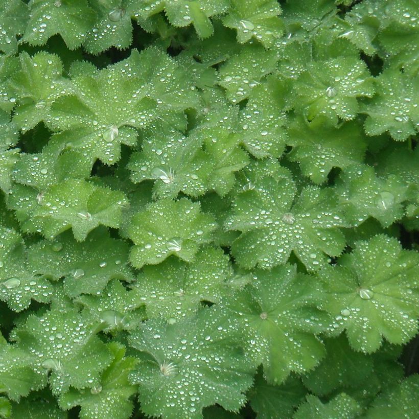 Alchemilla mollis  (Foliage)