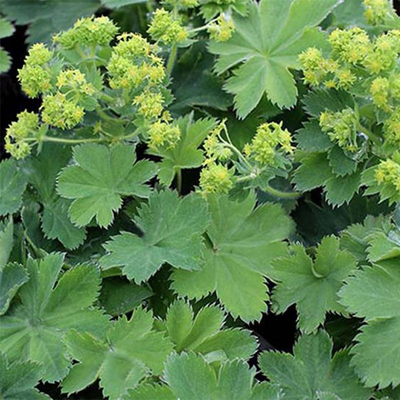 Alchemilla sericata Gold Strike (Foliage)