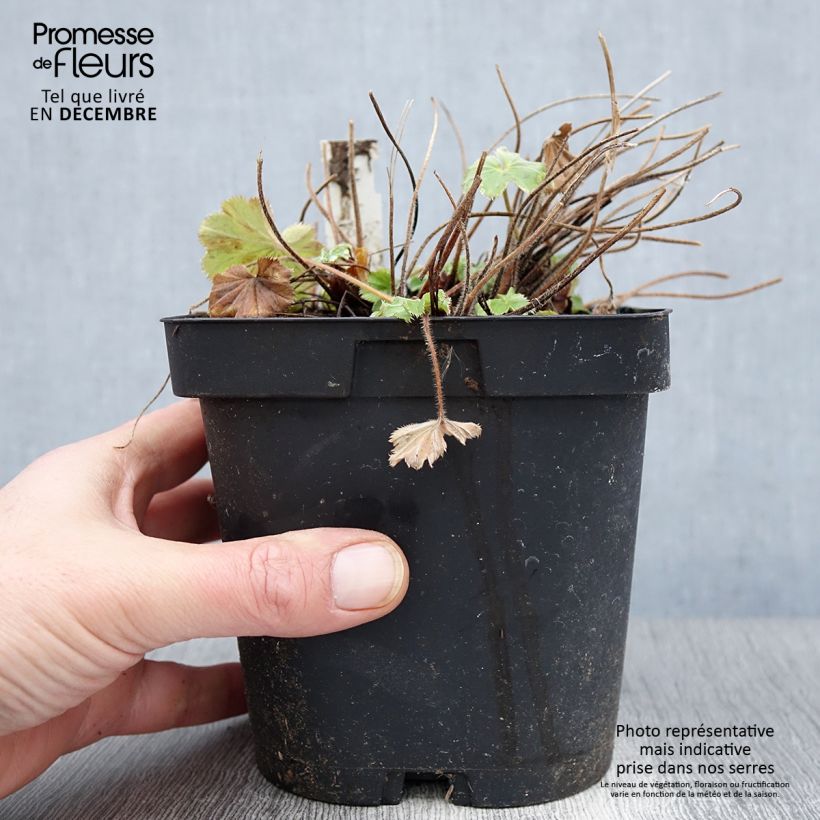 Alchemilla mollis  2L/3L pot sample as delivered in autumn