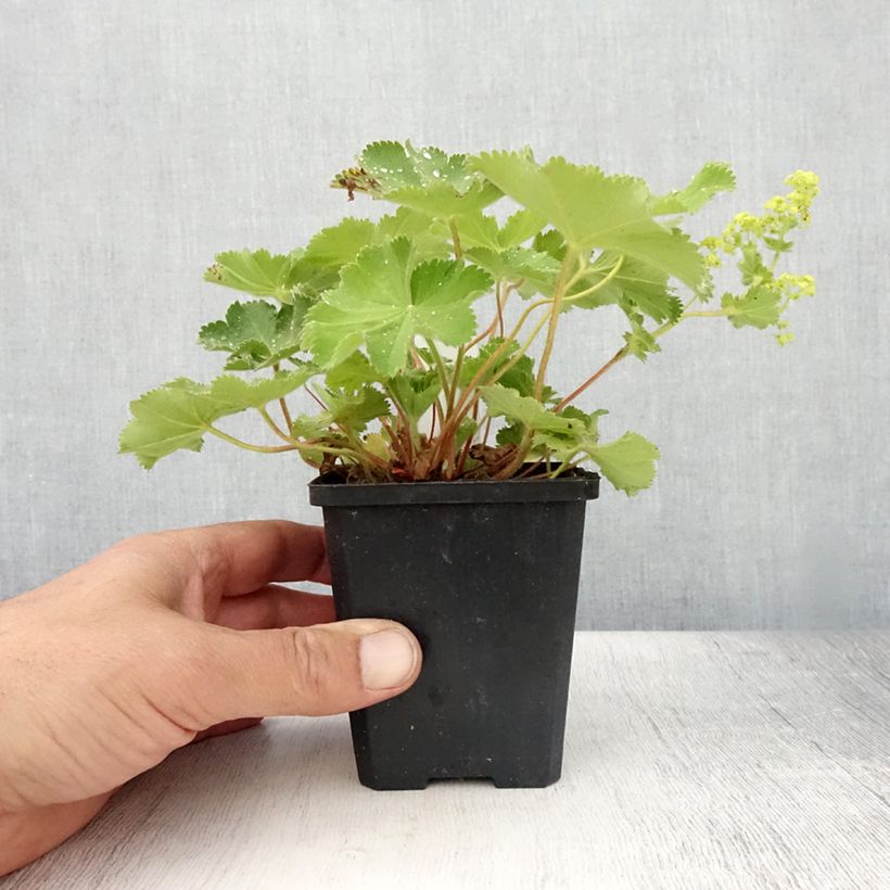 Alchemilla mollis Thriller 8/9 cm pot sample as delivered in summer