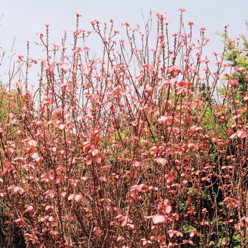 Alchornea davidii (Plant habit)