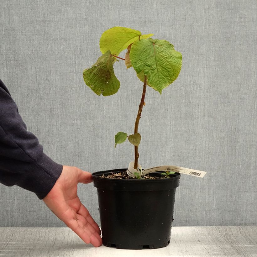 Alchornea davidii Pot de 3L/4L sample as delivered in summer