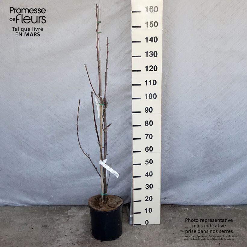 Sorbus aria Lutescens 7.5L/10L pot sample as delivered in spring