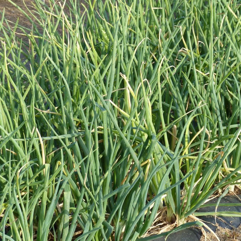 White Scallion (Foliage)