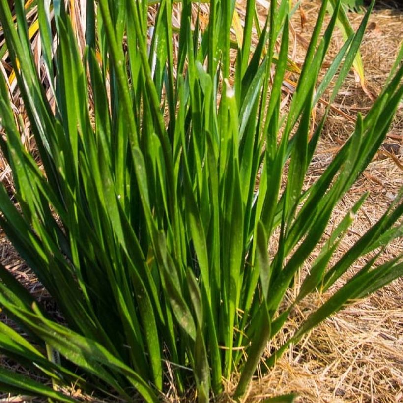 Allium Millenium (Foliage)