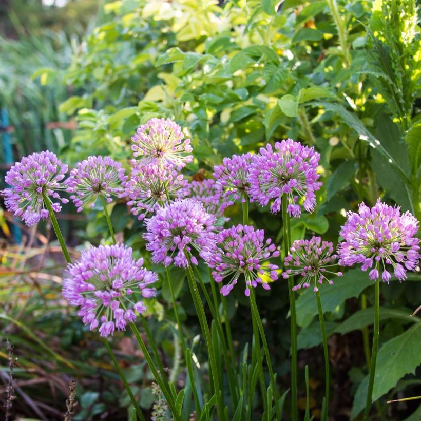 Allium Millenium (Flowering)