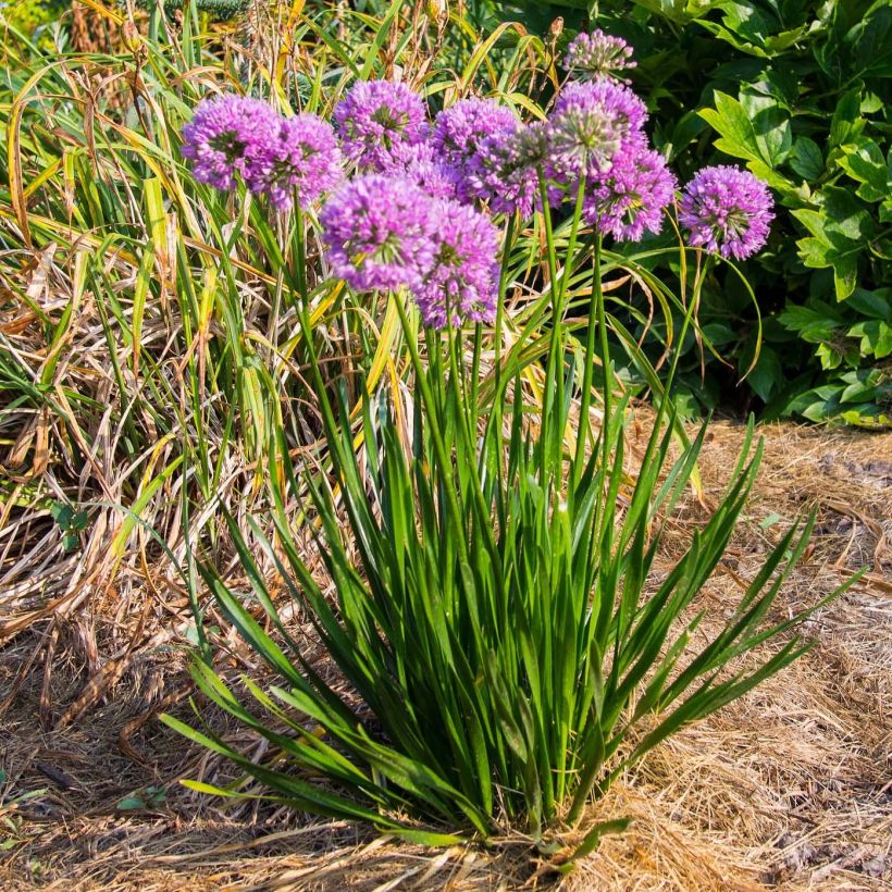 Allium Millenium (Plant habit)