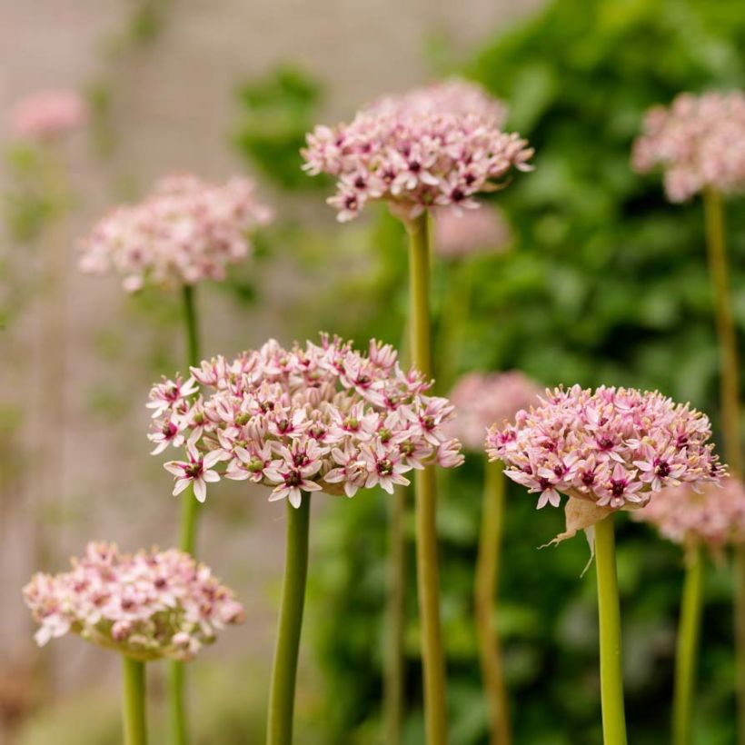 Allium Red Eye (Flowering)