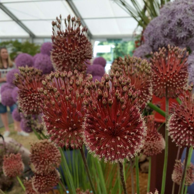 Allium amethystinum Red Mohican (Flowering)