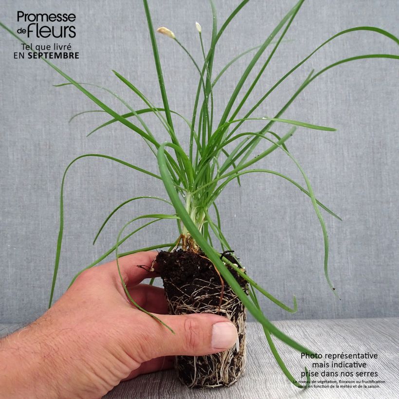 Garlic Chives Cliffs of Dover - Allium tuberosum Plug plant 3/4cm sample as delivered in autumn