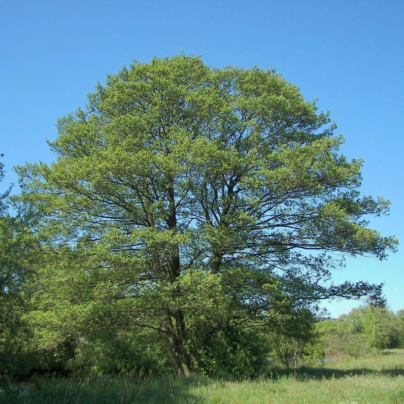 Alnus glutinosa (Plant habit)