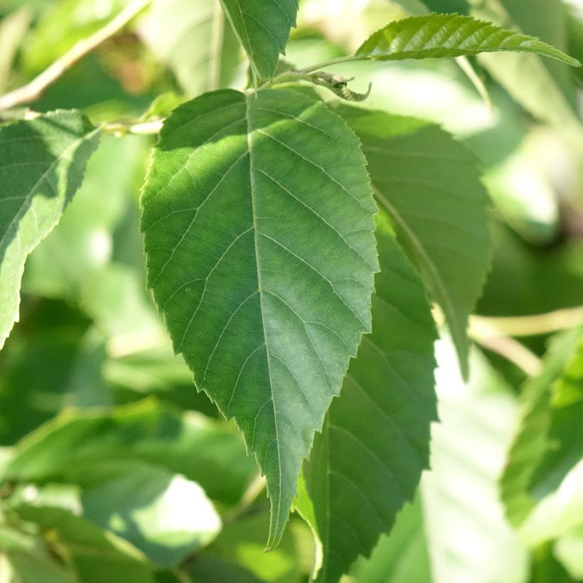 Alnus x spaethii (Foliage)
