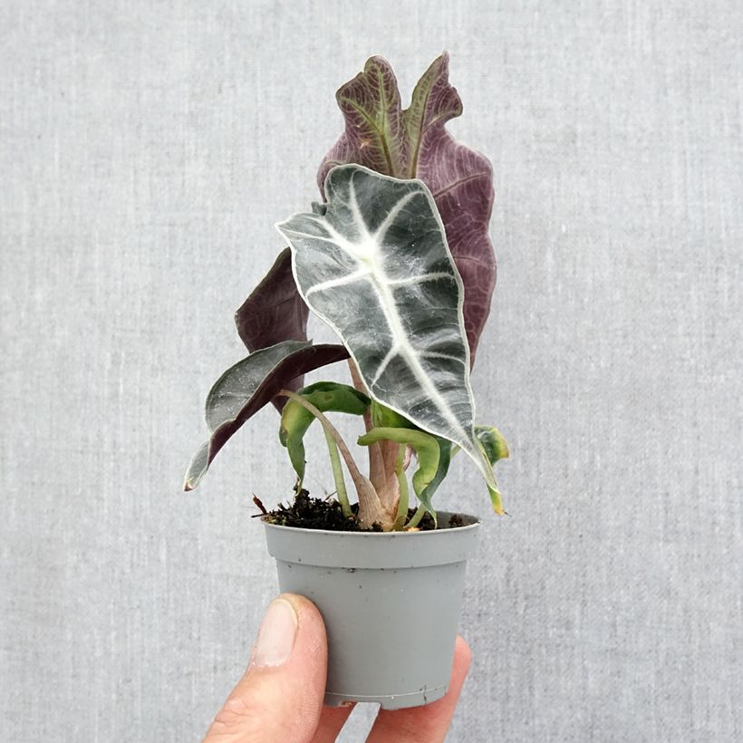 Alocasia sanderiana x longiloba Amazonica Dwarf Mini-plante sample as delivered in spring